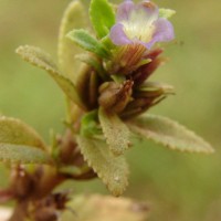 Limnophila repens (Benth.) Benth.